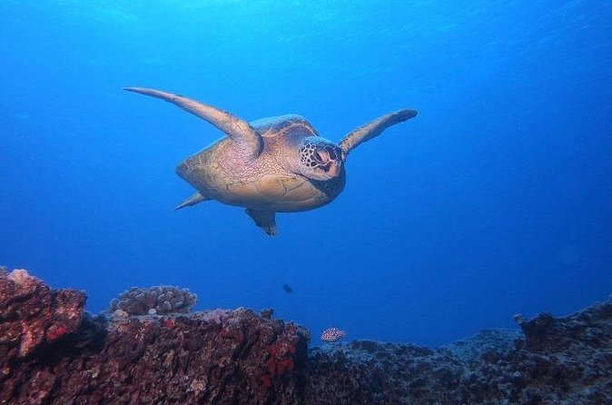 Certified Scuba Diving Along Two Shallow Reef Sites - Stop One: A Shallow Reef Built for Color, Calm, and Confidence