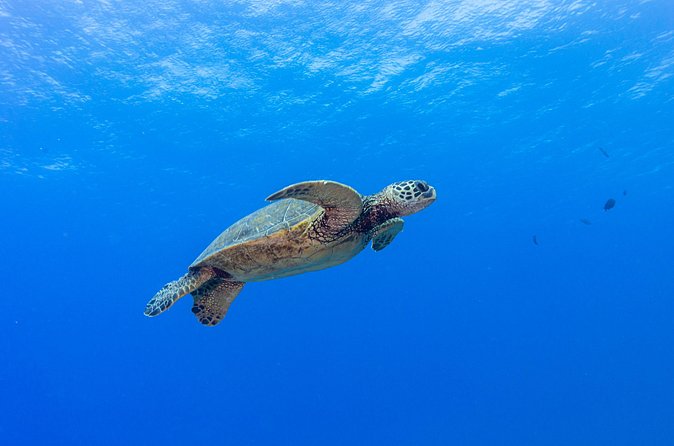 Certified Scuba Diving Along Two Shallow Reef Sites - Stop Two: The Second Reef Site for More Fish, More Chances, More Wow