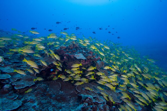 Certified Scuba Diving Along Two Shallow Reef Sites - One Boat, Split by Skill: How Everyone Stays Comfortable