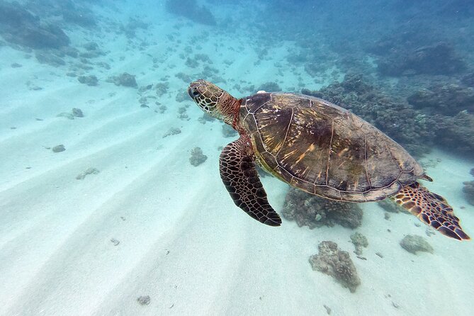 Certified Scuba Diving Experience in Honolulu - Key highlights worth planning for