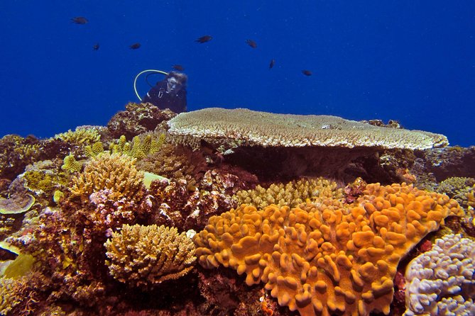 Certified Scuba Diving with Whitetip Marine Adventures team - Key things that make this Fiji scuba outing worth it