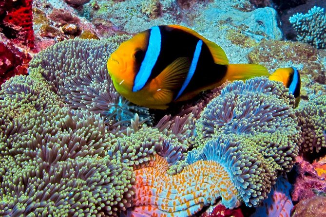 Certified Scuba Diving with Whitetip Marine Adventures team - Why the Mamanucas setup works (and what can affect visibility)