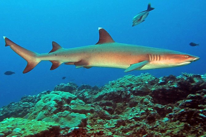 Certified Scuba Diving with Whitetip Marine Adventures team - Food, water, and the small comforts between sessions