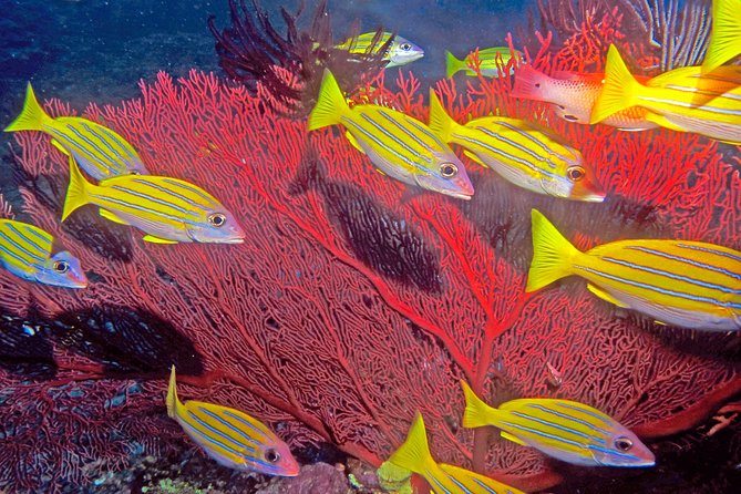 Certified Scuba Diving with Whitetip Marine Adventures team - Price and value: what $221.07 really buys you