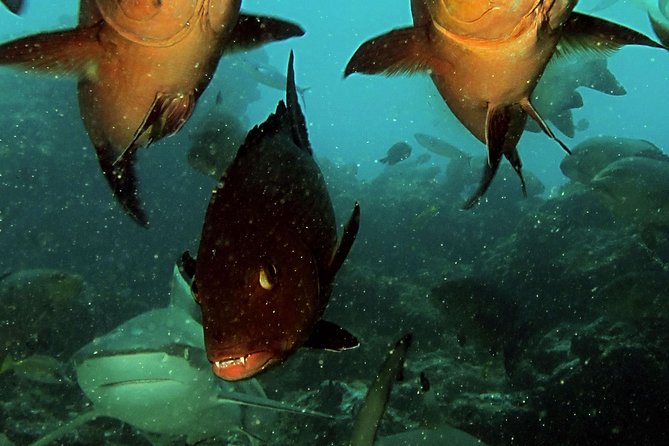 Certified Scuba Diving with Whitetip Marine Adventures team - What to bring: a quick packing list that matches real needs