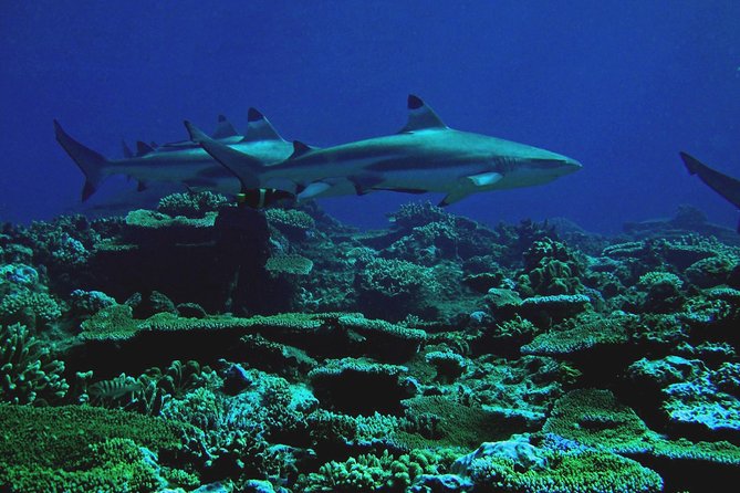 Certified Scuba Diving with Whitetip Marine Adventures team - Best for certified scuba divers who want a focused morning