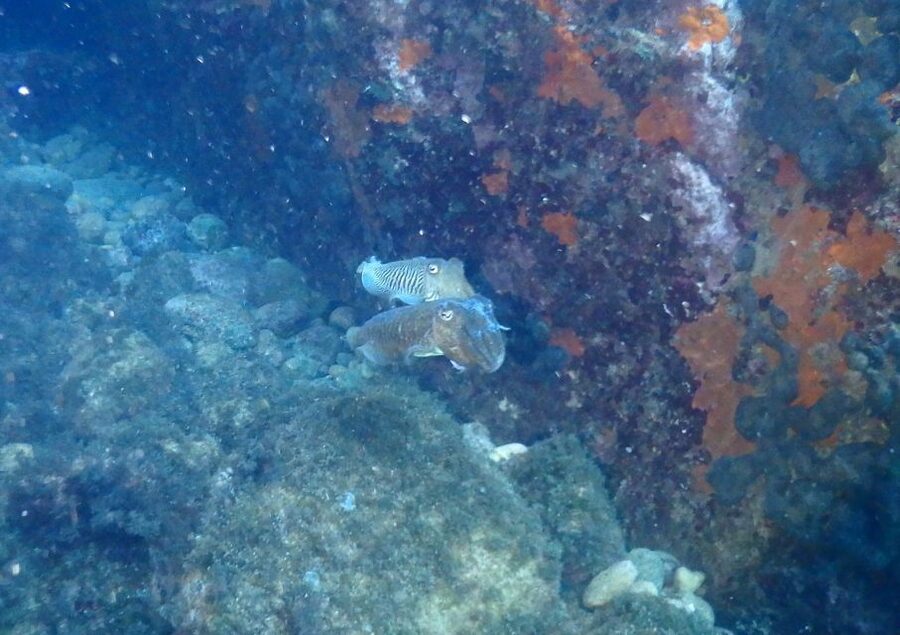 Chalkidiki: Scuba Diving for Beginners in Kassandra - First-time scuba in Kassandra: why this setup works