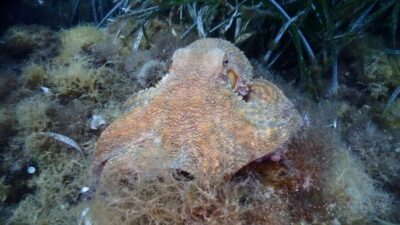 Chalkidiki: Scuba Diving for Beginners in Kassandra - Small-group coaching: what you gain with max 4 students