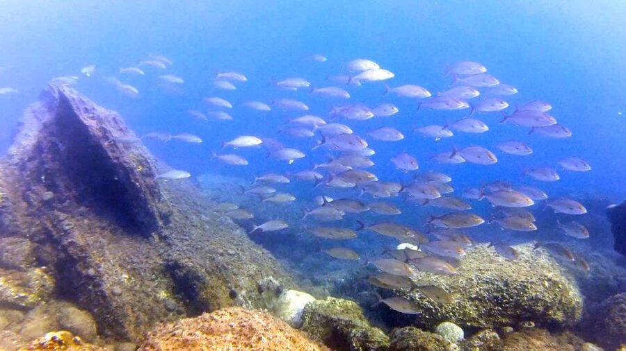 Chalkidiki: Scuba Diving for Beginners in Kassandra - What to bring: small items that keep things easy