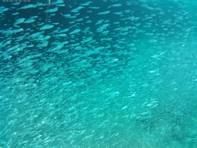 Chania: Scuba Diving and Snorkeling for Beginners by Boat - Key highlights at a glance