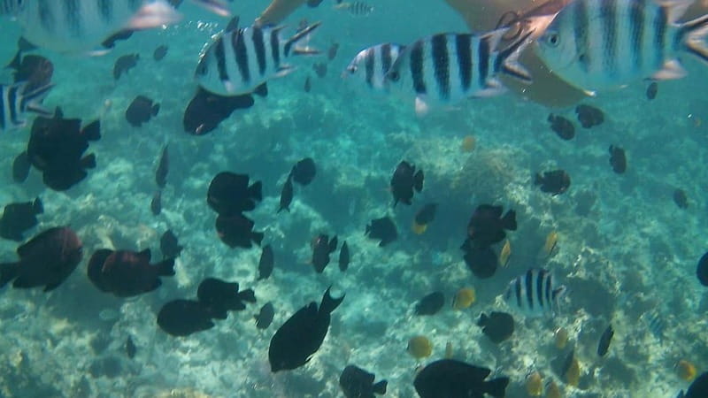 Chania: Scuba Diving and Snorkeling for Beginners by Boat - Small groups and patient instructors: why the experience feels safe