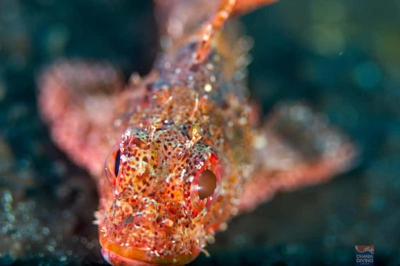 Chania: Scuba Diving and Snorkeling for Beginners by Boat - The boat ride around Agios Onoufrios: the above-water payoff