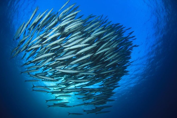 Chumphon Pinnacle-Koh Tao 2 dive trip for certified divers - Key highlights you’ll feel on the day