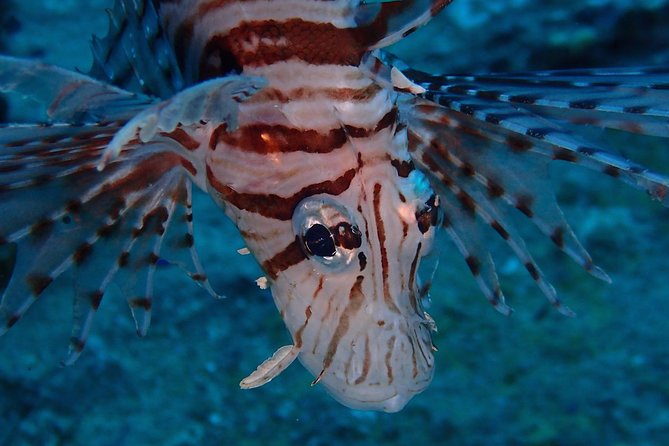 Chumphon Pinnacle-Koh Tao 2 dive trip for certified divers - How the 8-hour schedule works (and why the start time matters)