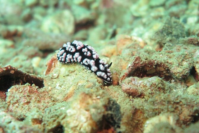 Chumphon Pinnacle-Koh Tao 2 dive trip for certified divers - Koh Tao underwater stop: a chance at famous sightings