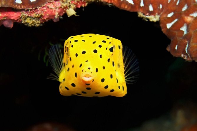 Chumphon Pinnacle-Koh Tao 2 dive trip for certified divers - Lunch, snacks, and the small stuff that keeps the day easy