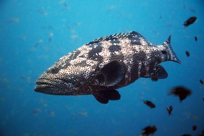 Chumphon Pinnacle-Koh Tao 2 dive trip for certified divers - Price and value: what $194.88 really covers