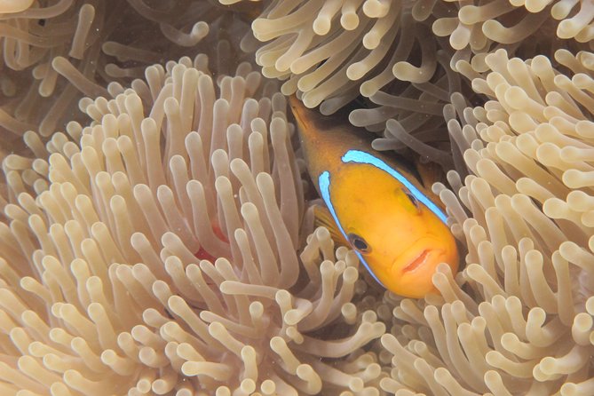 Combo Diving and Snorkeling Full Day Tour - The two-part day that makes Bora Bora feel effortless