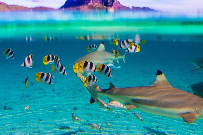 Combo Diving and Snorkeling Full Day Tour - Lunch on a motu and the Mount Otemanu view