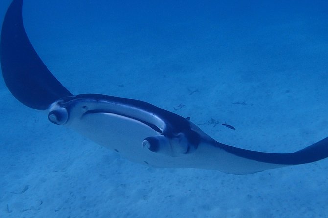 Combo Diving and Snorkeling Full Day Tour - What’s included (and why it matters on a full day)