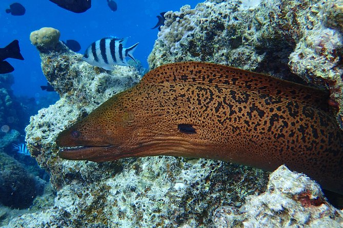 Combo Diving and Snorkeling Full Day Tour - Price and value: $1,800 for up to two people