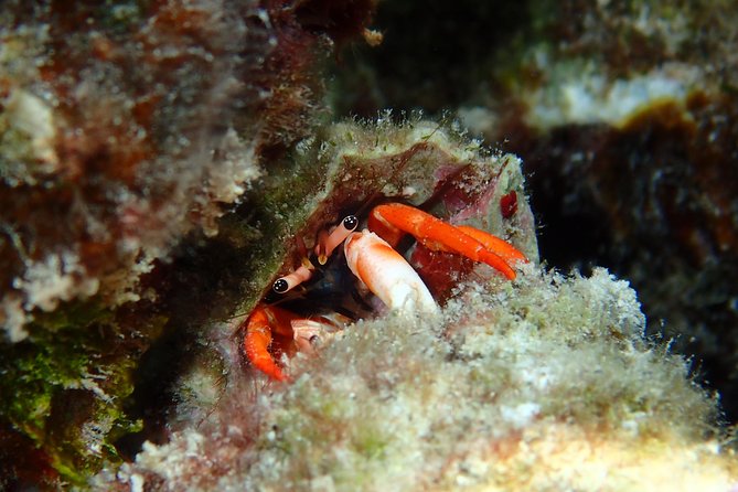 Combo Diving and Snorkeling Full Day Tour - The boat and the no-crowds advantage