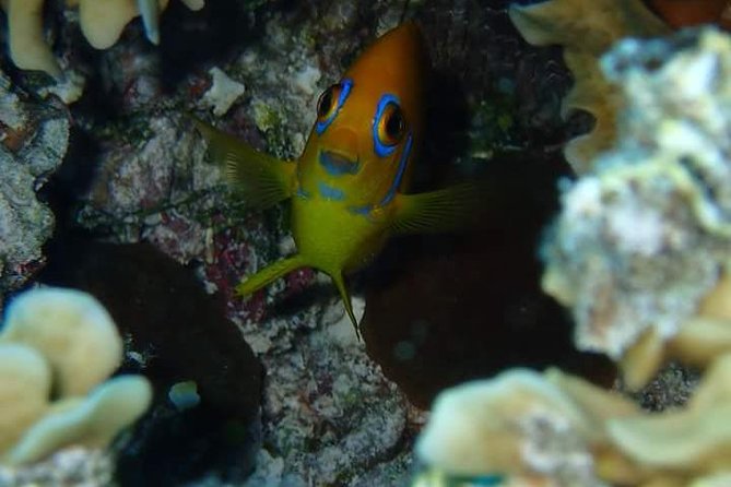 Combo Diving and Snorkeling Half-Day Tour - First: the one-tank scuba session that fits beginners and certified swimmers