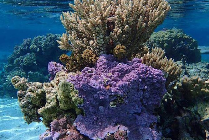 Combo Diving and Snorkeling Half-Day Tour - Your guide matters more than you think: David and Aimee’s hands-on style