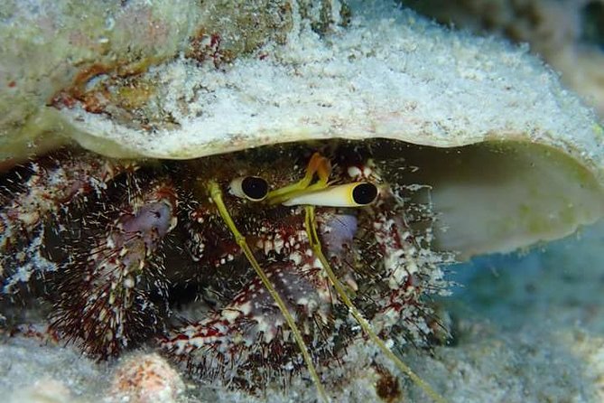 Combo Diving and Snorkeling Half-Day Tour - Gear, towels, and the small comforts that make wet time easier