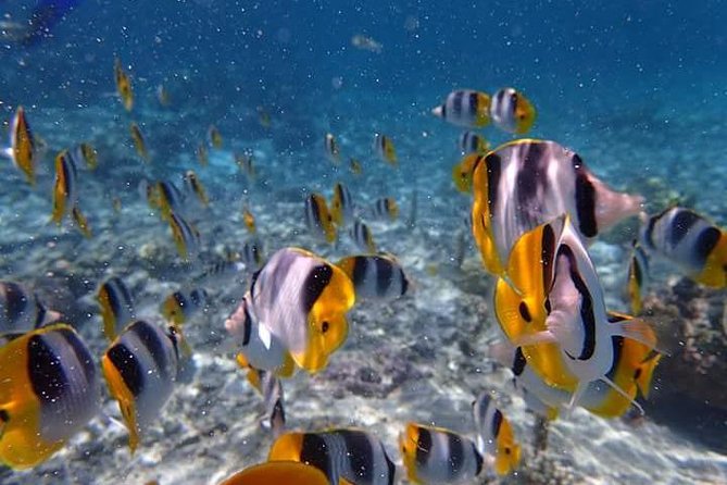 Combo Diving and Snorkeling Half-Day Tour - Where you meet, timing, and how the half-day moves