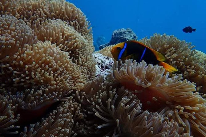 Combo Diving and Snorkeling Half-Day Tour - Who should book this tour (and who should skip it)