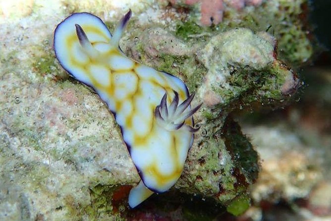 Combo Diving and Snorkeling Half-Day Tour - Quick planning checklist (so you don’t overthink the day)