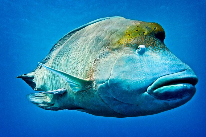 Coral Sea Dreaming Overnight Dive, Snorkel and Sail - Captain Justin, Marina, and Chad: Why the Crew Experience Is a Big Part of the Value