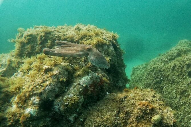 Costa Brava: Scuba Diving Tour, Lunch and a Visit to Tossa de Mar - Should You Book This Costa Brava Scuba-and-Tossa Day Trip?