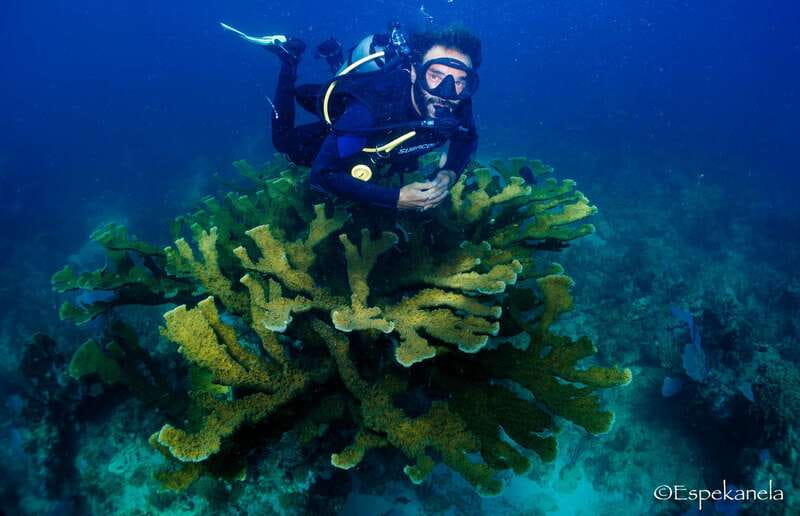 Costa Maya: Discover Scuba Diving Reef Experience - Key highlights to care about