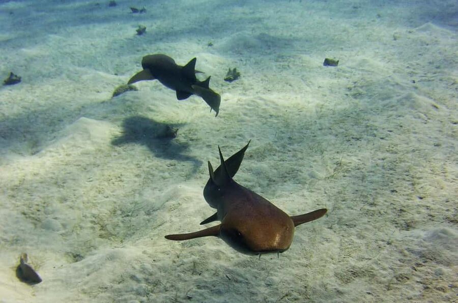 Costa Maya: Discover Scuba Diving Reef Experience - What you’ll see on the reef (and why this format helps you notice it)