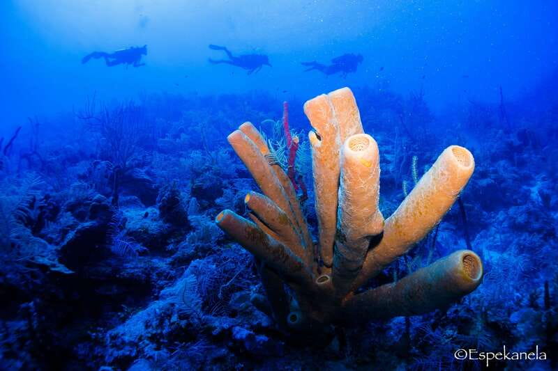 Costa Maya: Discover Scuba Diving Reef Experience - Who should book this scuba try session in Costa Maya