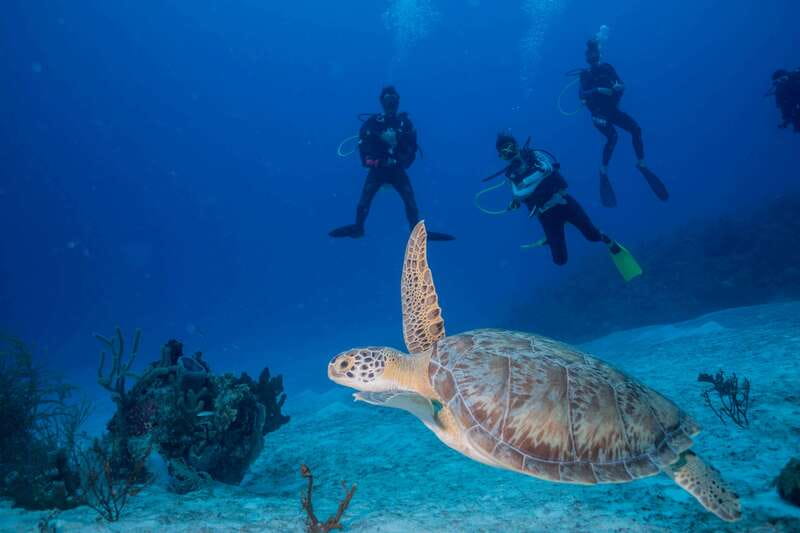 Costa Maya: Discover Scuba Diving Reef Experience - Price and logistics: what you’re paying for (and what you’re not)