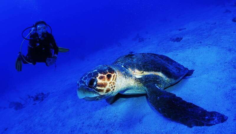Costa Maya: Two Tank Fun Dive for Certified Divers - Costa Maya Reef Life: What You’ll Actually See in the Mahahual Area