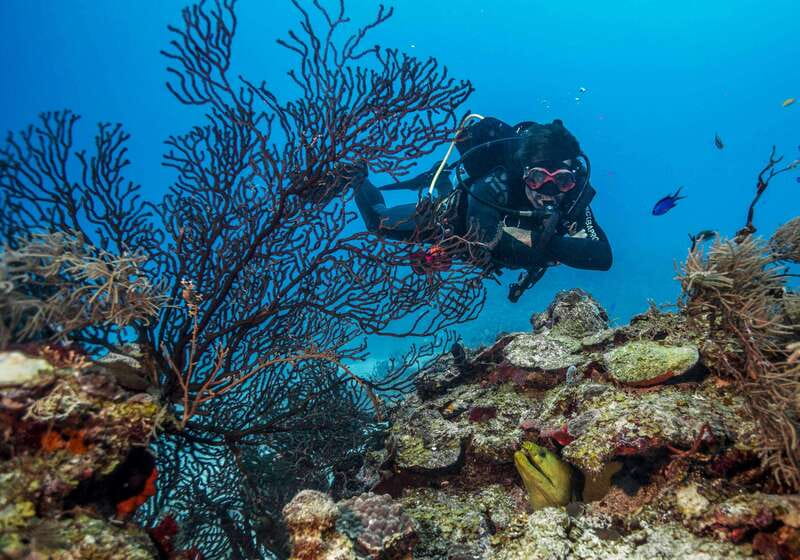 Costa Maya: Two Tank Fun Dive for Certified Divers - Getting There: Cruise Timing, Speedboat Hops, and Real-World Logistics