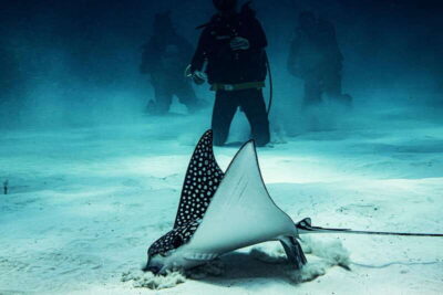 Costa Maya: Two Tank Fun Dive for Certified Divers - Two Tank Rhythm: How the 4 Hours Works (Without Feeling Rushed)
