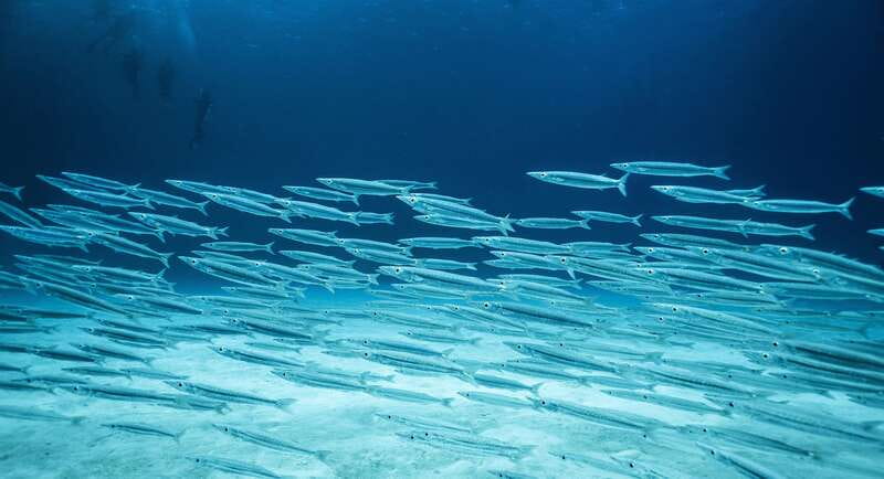 Costa Maya: Two Tank Fun Dive for Certified Divers - Boats, Sites, and That 1-to-5 Care Feeling