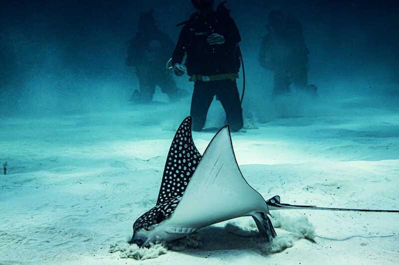 Costa Maya: Two Tank Fun Dive for Certified Divers - Blue Kay Beach Break: Where You Wait Between Sessions