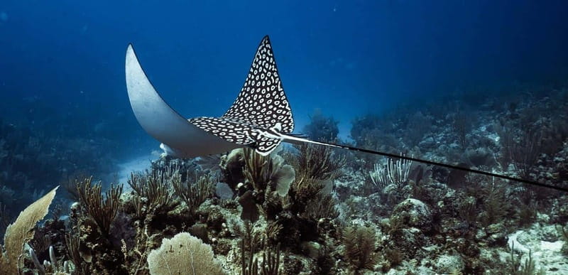Costa Maya: Two Tank Fun Dive for Certified Divers - Price and Value: Is $105 Worth It Here?