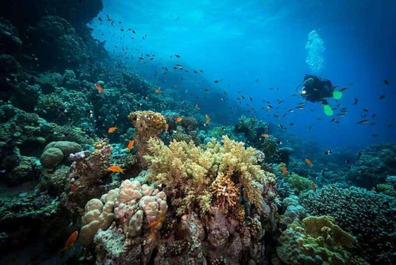 Cozumel: Discover Scuba Diving for Non-Certified Divers - Price and Value: What $232 Actually Buys You