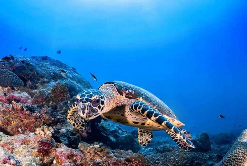 Cozumel: Discover Scuba Diving for Non-Certified Divers - What to Bring (and the sunscreen rule you must follow)