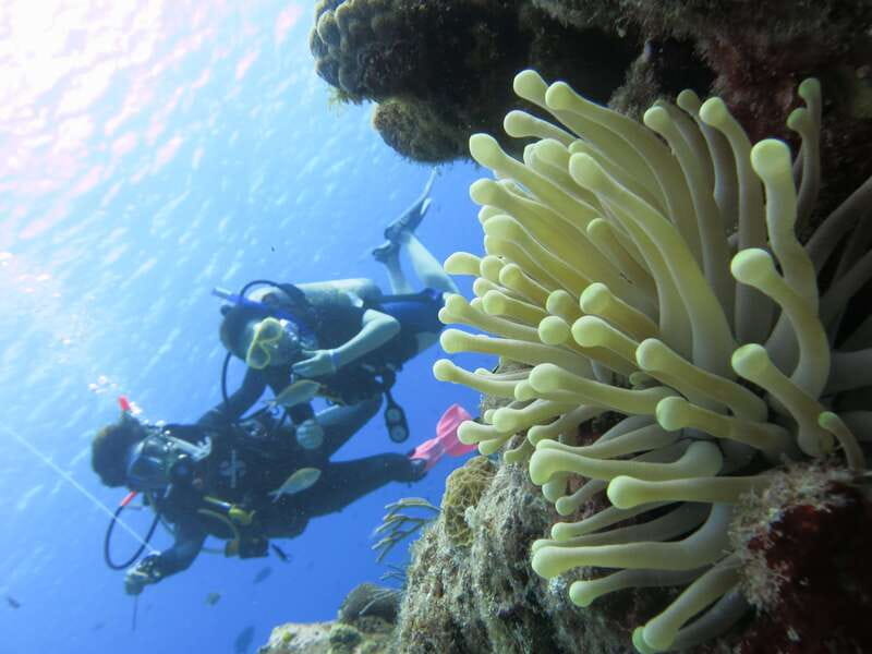 Cozumel: One Tank Scuba Dive and Full Chankanaab Park Access - Practical Tips So Your Day Flows