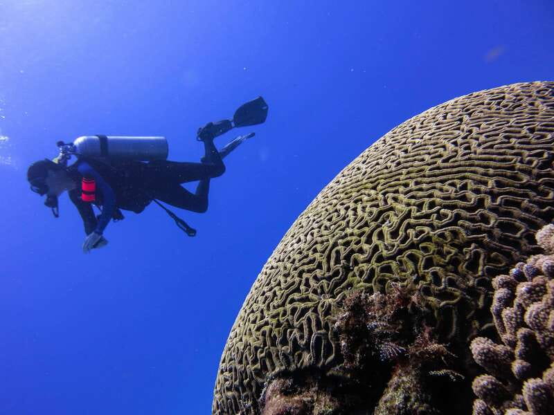 Cozumel: One Tank Scuba Dive and Full Chankanaab Park Access - The 30-Minute National Park Guidance Moment