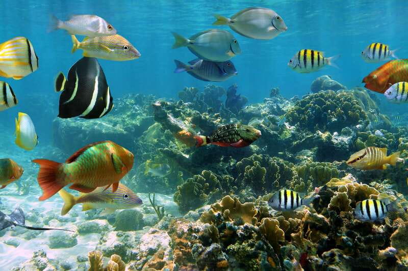 Cozumel: One Tank Scuba Dive and Full Chankanaab Park Access - Price and What You’re Really Paying For (Including the $11 Fee)