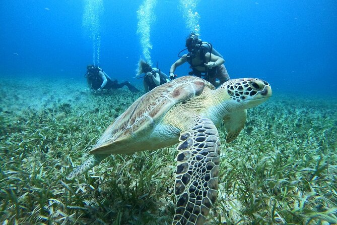 Cozumel Scuba Dive at Chankanaab - Chankanaab Underwater World for First-Timers